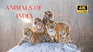 India Wildlife in 4K - Amazing Scenes of India's Animals | Relaxation Video