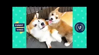 TRY NOT TO LAUGH - Ultimate FUNNY ANIMALS Compilation | Funny Vines May 2018