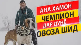 АНА ХАМОН ЧЕМПИОНЕКИ ДАР ДУНЁ ОВОЗА ШУД