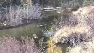 Beaver Hunting with a .22lr