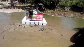 Кормление крокодилов аллигаторов. Alligators' feeding.