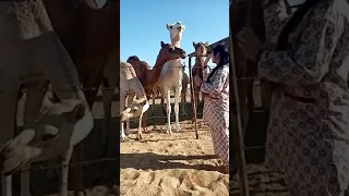 Trying to touch the camel || its so lovely ||