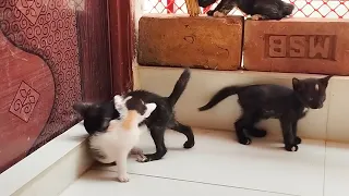 Little kitten trying to make friend
