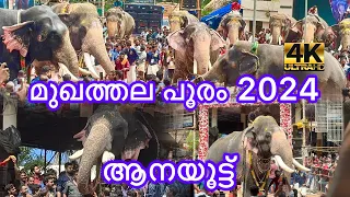 ആനയൂട്ട് |മുഖത്തല പൂരം 2024|ആന നീരാട്ടു |mukhathala ulsavam 2024|aanayootu|mukhathala murari temple