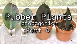 Rubber Plant or Ficus Elastica Care | Propagation | Indoor Plants