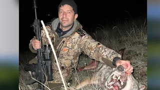 Охот на  волка в Дагестане. Волк на золотую медаль