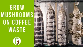 How To Grow Mushrooms On Coffee Grounds (Step By Step) | GroCycle