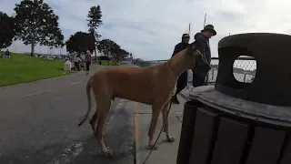 Cash 2.0 Great Dane meeting new people (and sea lions) in Marina Del Rey 13