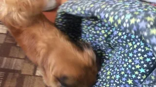 Pekingese plays. Пекинес играет.  北京人