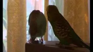 Влюблённый попугай (Бессердечная)