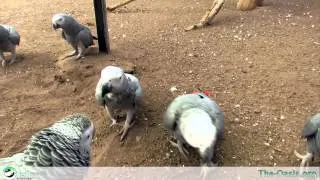 Meet our Residents The African Grey Scavanger Hunt