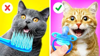 Trate bem seu gato!😸❤️‍🩹 Melhores truques para animais de estimação de todos os tempos