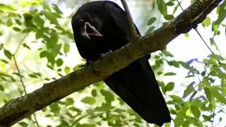Common Raven Cawing Loud Sounds