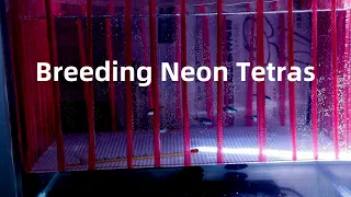 How to Get Neon Tetra Eggs by Using a Breeding Box