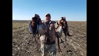 Охота на фазана, второй день, pheasant hunting