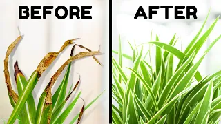 7 Tips To Stop Brown Tips On Your Spider Plant