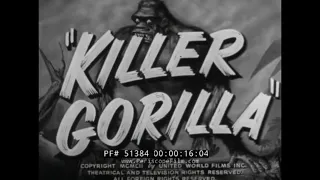 1950 CASTLE FILMS  “ KILLER GORILLA ”  UGANDA & CONGO AFRICA   HUNTING A GORILLA  51384