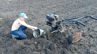 Так сажать картошку нельзя! Не повторять🤣!