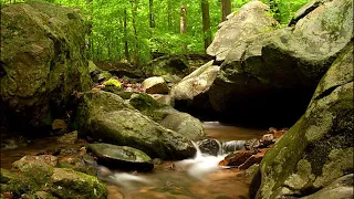 Relaxing Nature Sounds  Water Flowing Sound 1 Hours Gentle River & Stream With Brid Songs
