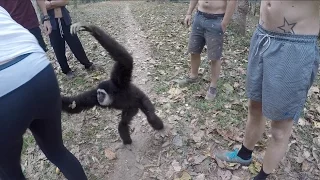 Gibbon Stealing Our Bananas!  Susa Waterfall Mae Hong Son, Thailand.