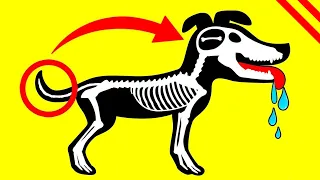WEIRD Dog Behaviors Explained