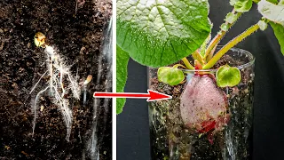 Radish Plant Growing Time Lapse - Seed To Harvest (Soil Cross Section)