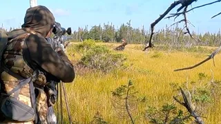 Miracle Moose Hunt, Hunter is Lucky to be Alive, How did he Survive, (Truly Inspirational)