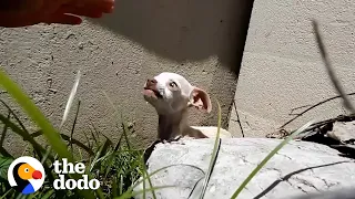 Terrified Puppy Would Try To Bite Anyone Who Tried Rescuing Her Until... | The Dodo Faith = Restored