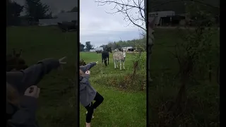 Donkey Laughs At Dog Getting Shocked