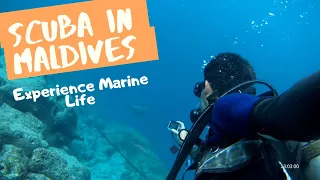 Scuba Diving in Maldives | Marine Life | Paradise Island | Underwater Diving | Maldives Island |