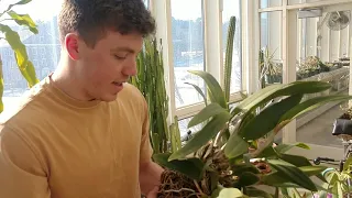 How To Divide and Repot Orchids