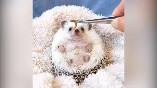 Video of cute hedgehog chomping a mealworm goes viral