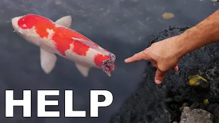 SAVING Rare Koi From Black Tar Water