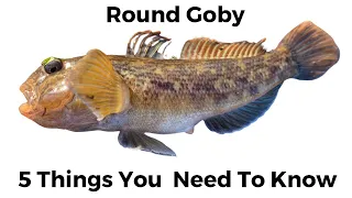 5 Things You Need To Know About Gobies To Catch More Bass!