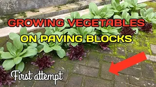 Wow new idea Growing vegetables on paver patio blocks || not bad at first attempt