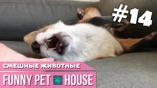 СМЕШНЫЕ ЖИВОТНЫЕ И ПИТОМЦЫ #14 ОКТЯБРЬ 2018 [Funny Pet House] Смешные животные
