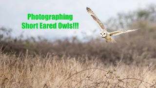 Photographing Short Eared Owls