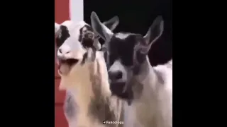 #Goat #laugh