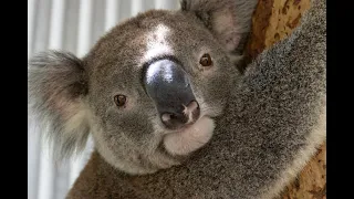 Jaxson is back in action - adult male koala from Goonellabah