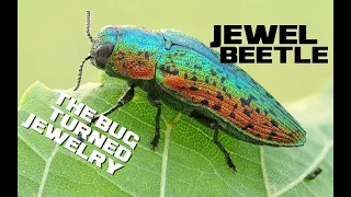 10 Jewel Beetle Facts - The Bug Turned Jewelry - Animal a Day J Week