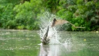 Flying Foxes Vs Freshwater Crocodile | Lands of the Monsoon | BBC Earth