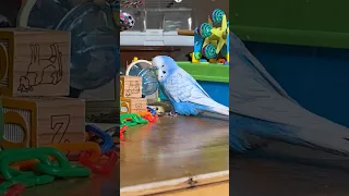 So many toys #shorts #budgies #toys