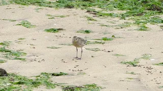 Pacific Golden Plover / Pluvialis fulva / 2023-10-03 Jeju, Korea