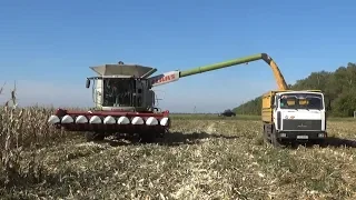 Комбайн Claas Lexion 770 убирает кукурузу на зерно