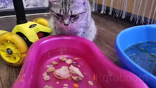 Кошка Ириска и Аквариумные рыбки