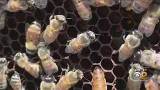 120,000 Bees Found Inside Long Island Home