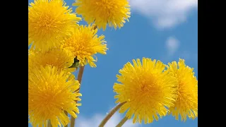 Детство чудный островок. мой стих читает Игорь Ященко.