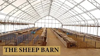 Our Sheep Barn Design and Layout: Vlog 125