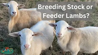 Should you get Breeding Stock or Feeder Lambs? (Katahdin Experience)