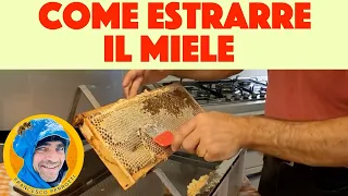 22 apicoltura: Come estrarre il miele. Smielatura ( 2021 )